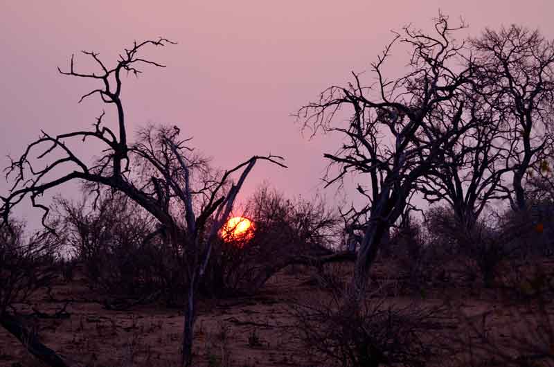 01 - Botswana - parque nacional de Chobe - amanecer